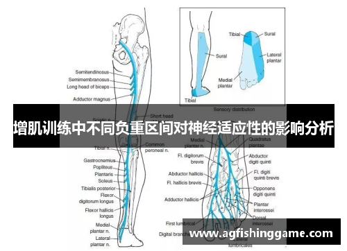 增肌训练中不同负重区间对神经适应性的影响分析